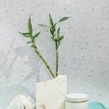 Cancer Zodiac Candle Ocean Tide & Bamboo